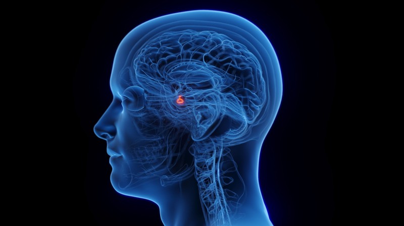 Pici szerv, de szinte mindent boríthat - ilyen az agyalapi mirigy zavara