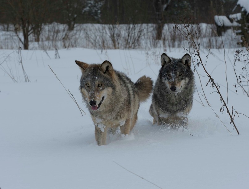 csernobil farkas daganat kutatás