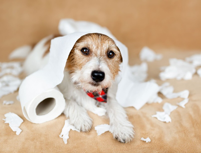 kutya energia pörög hiperaktív lenyugtatás