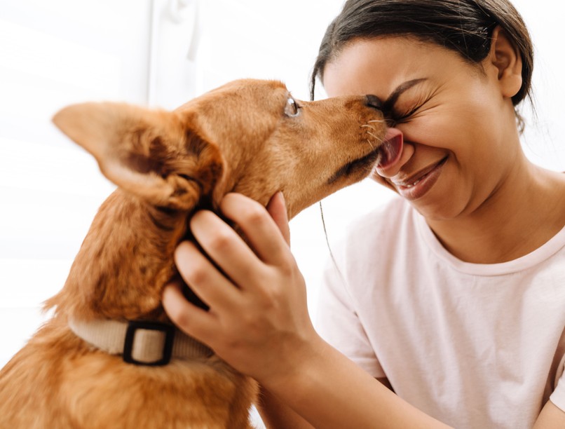 kutya, nyalogatás, kutya szaglása, verejtékmirigy