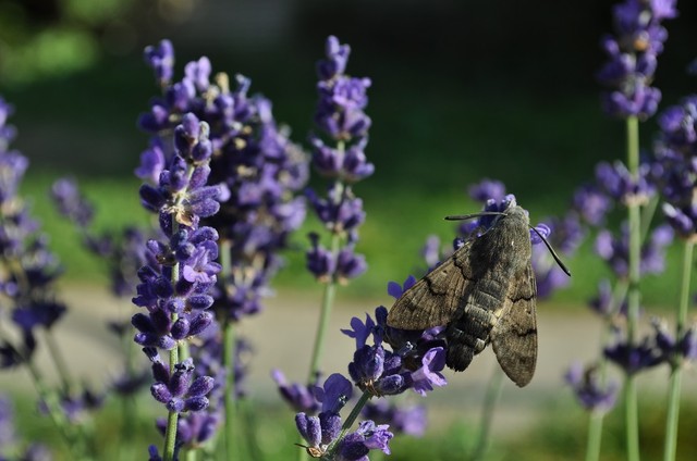 A levendula gyógyereje: otthon is termeszthetjük