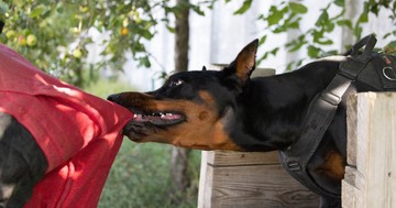 Ha gyermeket támad a kutya, gyakran az arc a célpontja! Harapott seb esetén ezeket tartsa be