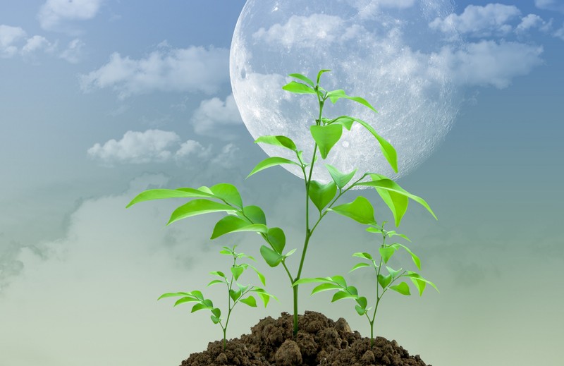 Óriási meglepetést okozott egy aprócska mag: kihajtott a Hold talajában!