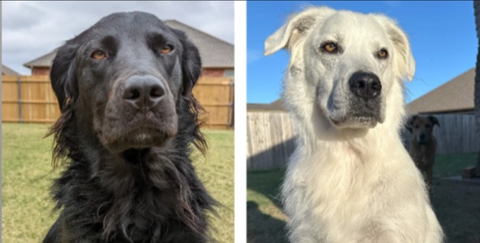 Egy négyéves fekete kutya hirtelen fehér színűvé változott - Hogyan lehetséges ez? című cikk nyitóképe