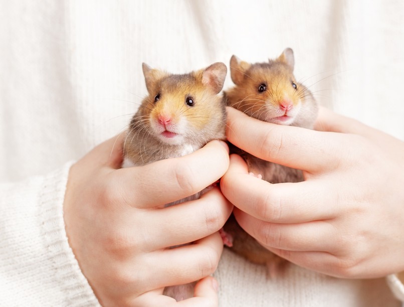 koronavírus, hörcsög, covid, Hongkong