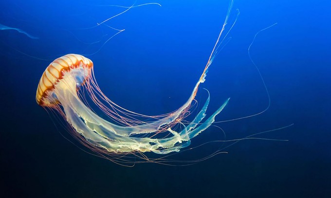 Nem kell agy a tanuláshoz? Egy új kutatás meglepő eredményre jutott című cikk nyitóképe