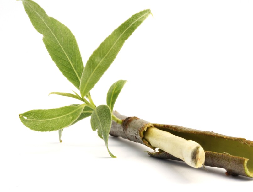 fűzfakéreg, nátha, megfázás, láz, fájdalom ellen