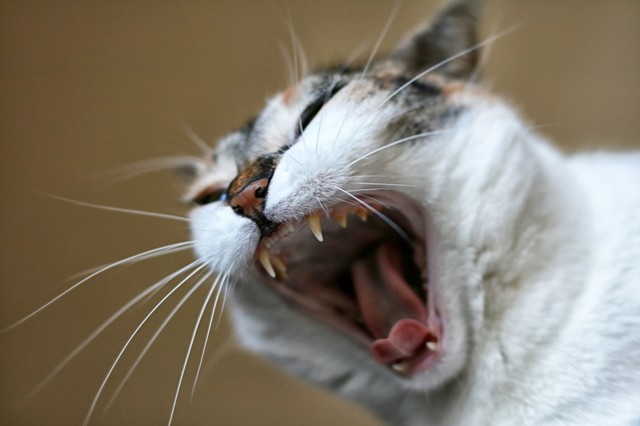 Újabb veszettséggel fertőzött cicát találtak: ezúttal emberre is támadt