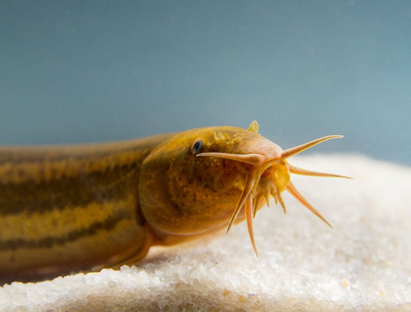 réticsík év hala 2024