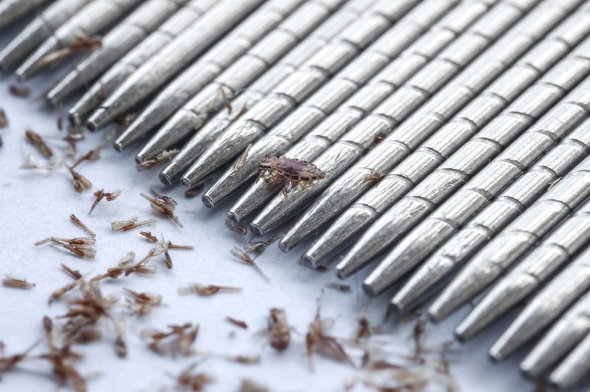 Az elhalt serkéket a cementszerű anyag erősen rögzíti a hajszálakhoz, ezért ezek a hajszálakról csak ecetes vízbe mártott, sűrű fogazatú fésűvel, illetve egyenkénti lehúzással - esetleg a haj levágásával - távolíthatók el.