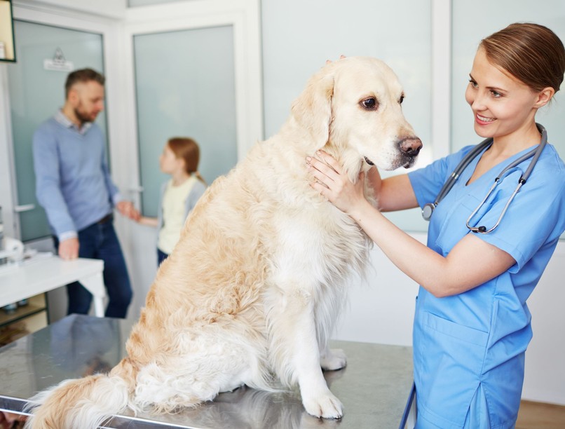 kutya, állatorvosi vizsgálat, temperamentum, alkalmazkodóképesség