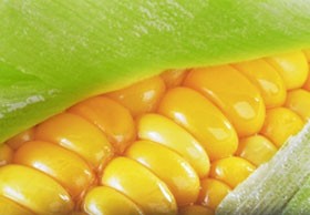 A másfajta kukorica titkai...