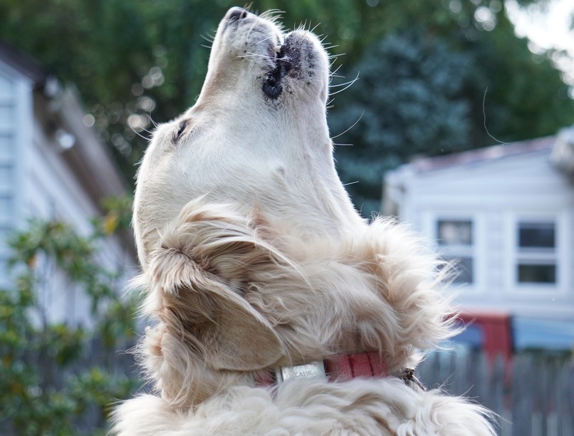 kutya vonyít ösztön