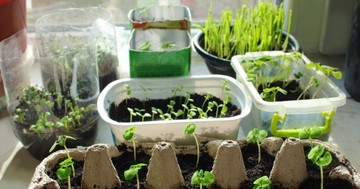  Nagy veszélyeket rejthet az, ha növényt hoz haza a nyaralásból 