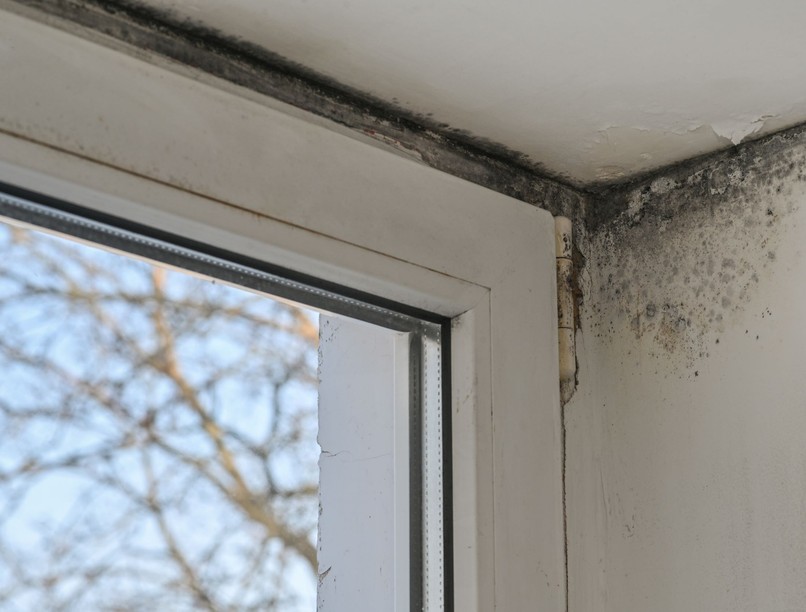 penész ellen mi a jó