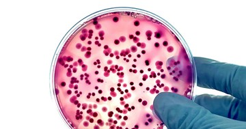  Antibiotikumokkal és vírusokkal a szuperbaktériumok ellen 