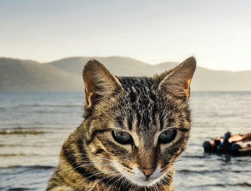 orvos válaszol veszettség oltás