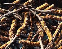 A gyógynövényekről – minden, amit érdemes tudni...