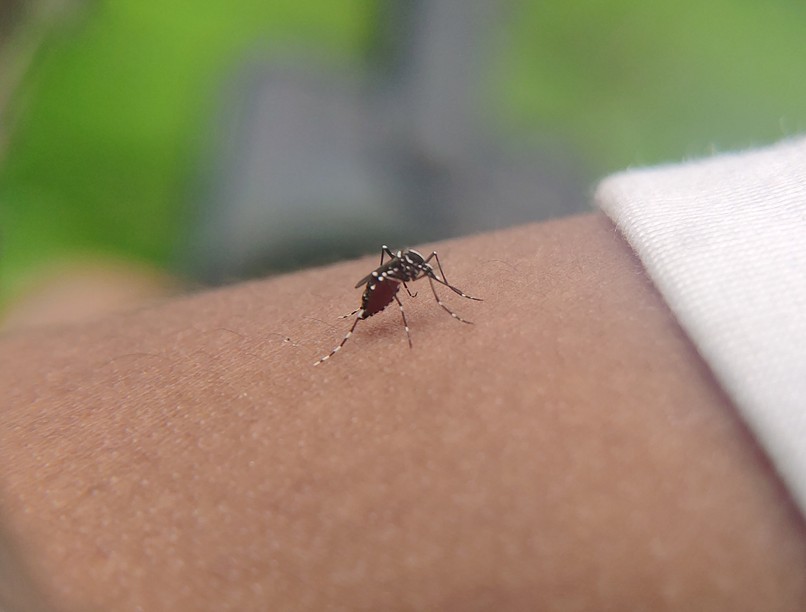 ázsiai tigrisszúnyog, malária, fsme-vírus, nyugat-nílusi láz