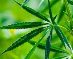 Erős kannabisz és új pszichiátriai megbetegedések