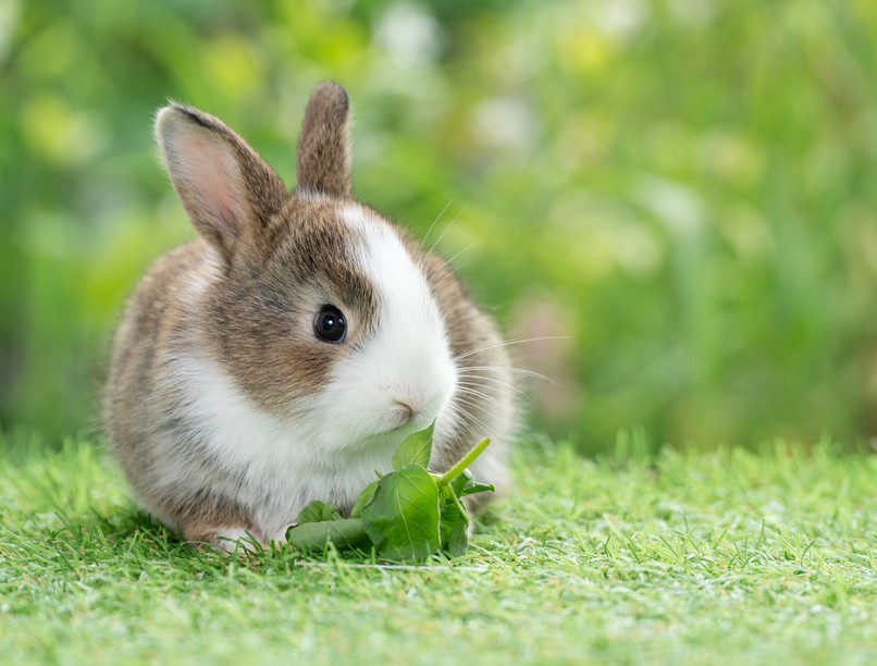 mentők nyúl budaörs