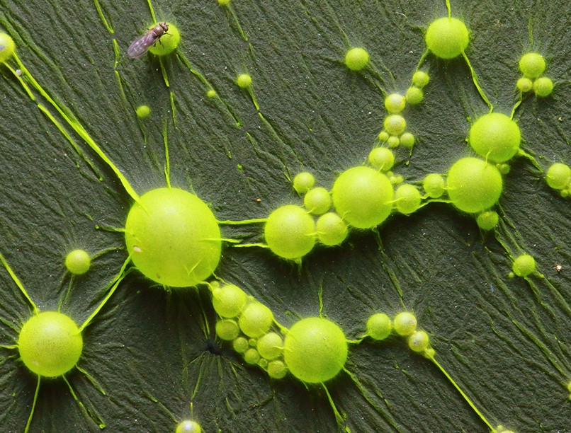 mérező növények, gomba, mérgező bogyó, erdei bogyók, erdei növények, gyógynövények 