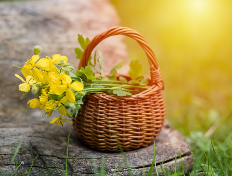 gyom vérehulló fecskefű tyúkszem, szemölcs ellen gyógynövény