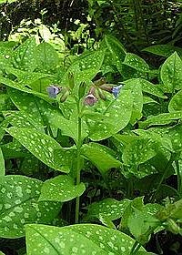 Pettyegetett tüdőfű