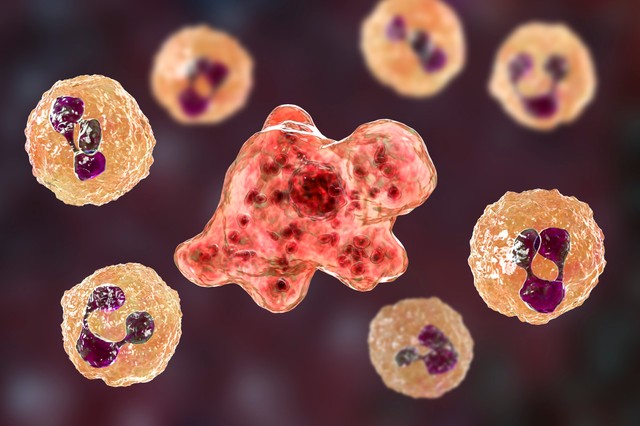 Agyevő amőba terjedhet el a felmelegedés miatt