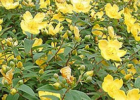 Veszélyes lehet: gyógyszerek és étrend-kiegészítők együttes alkalmazása