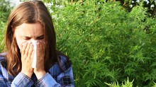 Így mulasztható el a parlagfű allergia: a leghatékonyabb módszerek egy helyen című cikk nyitóképe
