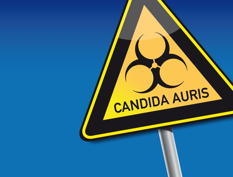 Candida auris