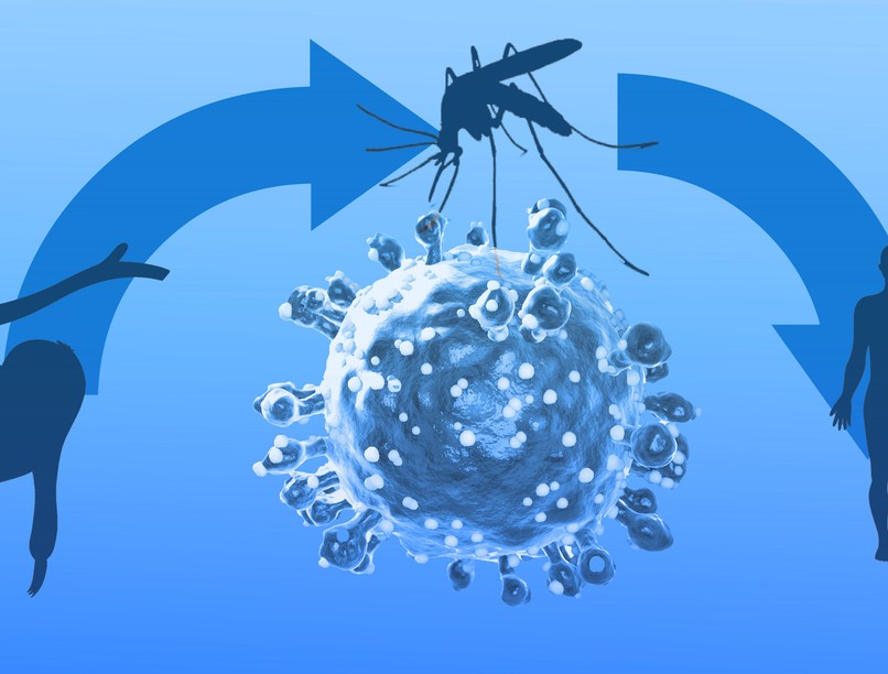lajhárvírus szexuális úton terjedhet oropouche-vírus