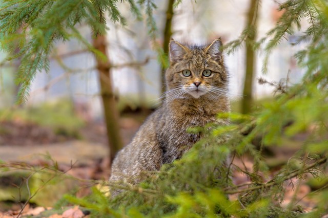 Felelős macskatartás: ezeket az elveket sokan nem ismerik
