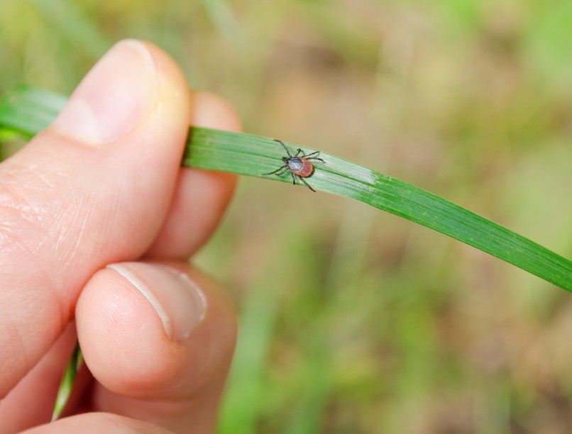 kullancs, kullancs enkefalitisz, vírusos agyhártyagyulladás, védőoltás