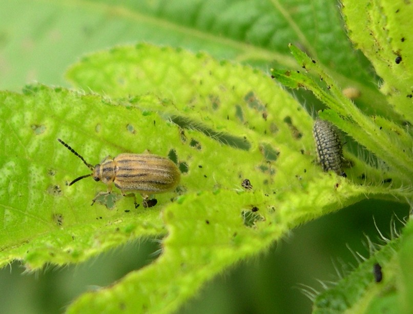 Ophraella communa, parlagfű, allergia, parlagfű írtás, olajosbogár, gyomnövény, allergia