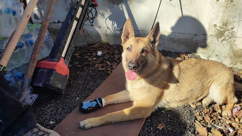 A törökországi földrengés túlélői után kutató négylábú hőst a csapat munkatársai azonnal ellátták, egyelőre bizonytalan, hogy visszaengedhetik-e a terepre.