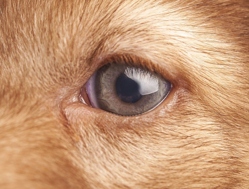 Meddig emlékezik ránk kutya