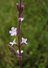 Gyógynövények - a vasfű