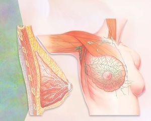 Emlő önvizsgálat: lépésről lépésre...