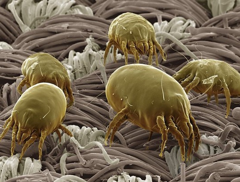 506a3452dbd0cb305d001303._w.1500_s.fit__0