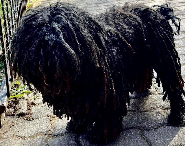 A pulikutya ugatott a mentősöknek, ami ezután történt, arra nincsenek szavak