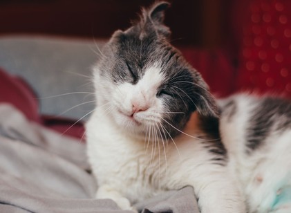 Miért rázza a fejét a macskám? Ezek a leggyakoribb okok című cikk nyitóképe