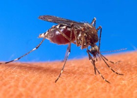 Szexuális úton terjed tovább a szúnyog hordozta vírus!
