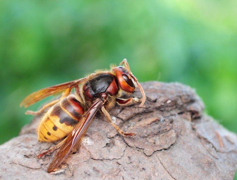 lódarázs, csípés, allergia