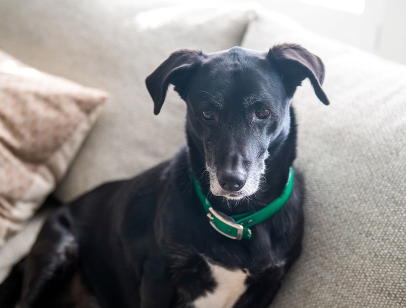 kutya nyakörv otthon veszélyes fulladás