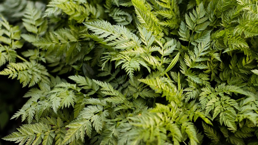 A foltos bürök hatóanyaga a bőrön és a nyálkahártyán keresztül is felszívódik, ezért még az érintésétől is óvakodjunk. Igen korán – még egy óra sem telik el – megjelennek az első mérgezési tünetek: ilyen a fáradékonyság, szédülés, hasmenés, verejtékezés, majd mivel a gerincvelő motorikus központjai bénulnak, az alsó végtag bénulása következik, aztán a mellkas bénulása lehetetlenné teszi az eleinte egyre szaporább kapkodó légzést végül beáll a nem gyors és szép fulladásos halál.