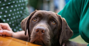  Magányos eb vagy független társ? 6 kutya fajta, amelyik nem bontja le a lakást, amíg dolgozunk 