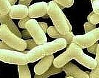 Szakemberek a probiotikumok mellett