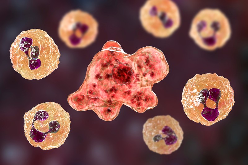 Agyevő amőba terjedhet el a felmelegedés miatt